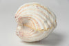 Beautiful Complete Large Clam Shell