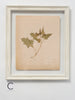 Antique French Herbariums Framed