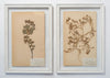 BEAUTIFUL FRAMED SWEDISH HERBARIUMS