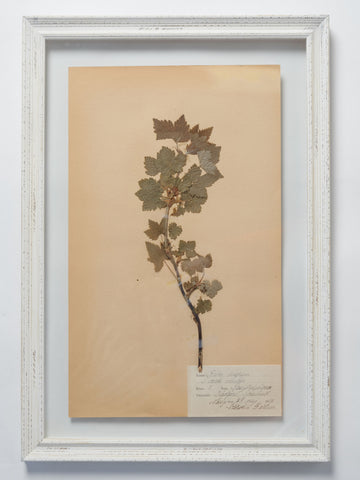 BEAUTIFUL FRAMED SWEDISH HERBARIUMS