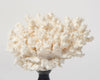 Vintage white coral on stand
