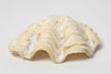Vintage Clam Shell