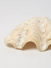 Vintage Clam Shell