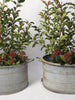 Vintage Galvanised Zinc Bath Planters