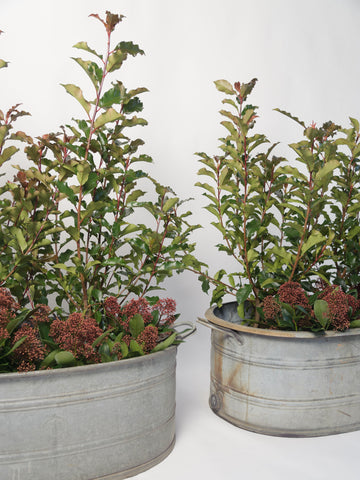 Vintage Galvanised Zinc Bath Planters