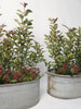Vintage Galvanised Zinc Bath Planters