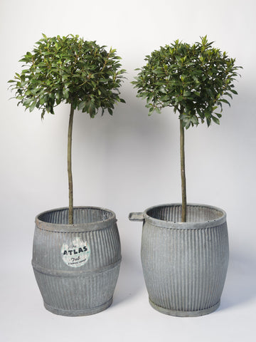 Vintage Galvanised Zinc Dolly Tubs in good condition