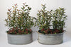 Vintage Galvanised Zinc Bath Planters