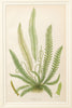Antique 19th Century chromolithic Fern Prints by Ann Pratt
