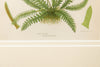 Antique 19th Century chromolithic Fern Prints by Ann Pratt