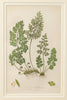 Antique 19th Century chromolithic Fern Prints by Ann Pratt