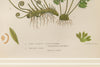 Antique 19th Century chromolithic Fern Prints by Ann Pratt
