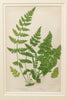 Antique 19th Century chromolithic Fern Prints by Ann Pratt