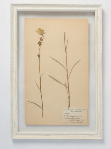 Beautiful Swedish Herbariums in glass backed frames