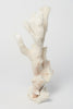 Antique Large Coral Specimen