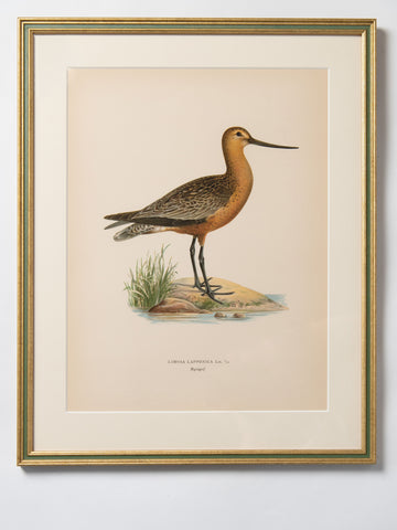 Antique Water Bird lithograph, mounted and framed