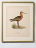 Antique Water Bird lithograph, mounted and framed