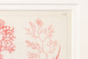 Antique 19th Century hand coloured Seaweed prints, double mounted and framed