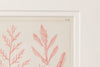 Antique 19th Century hand coloured Seaweed prints, double mounted and framed