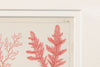 Antique 19th Century hand coloured Seaweed prints, double mounted and framed