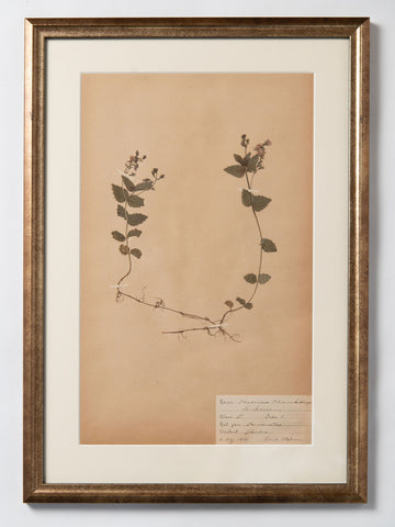 Framed 19th Century Swedish Herbarium