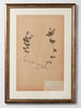 Framed 19th Century Swedish Herbarium