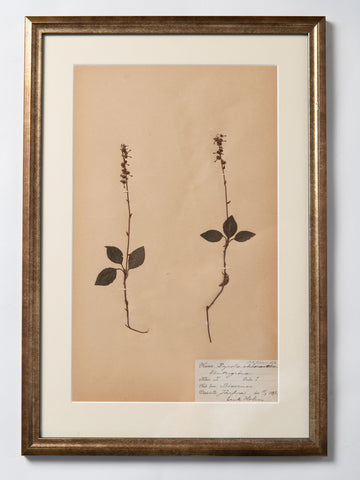 Framed 19th Century Swedish Herbarium
