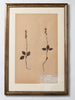 Framed 19th Century Swedish Herbarium