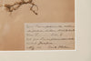 Framed 19th Century Swedish Herbarium