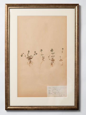 Framed 19th Century Swedish Herbarium