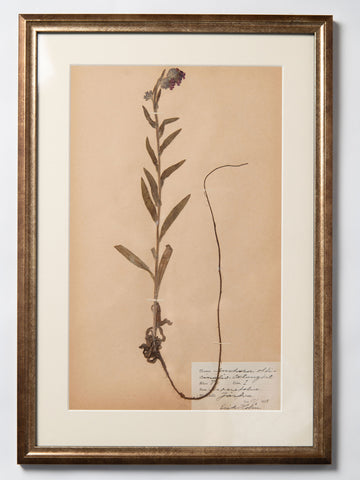 Framed 19th Century Swedish Herbarium