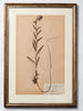 Framed 19th Century Swedish Herbarium