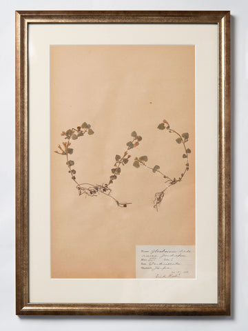 Framed 19th Century Swedish Herbarium
