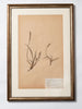 Framed 19th Century Swedish Herbarium