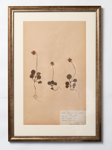 Framed 19th Century Swedish Herbarium