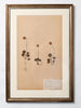 Framed 19th Century Swedish Herbarium