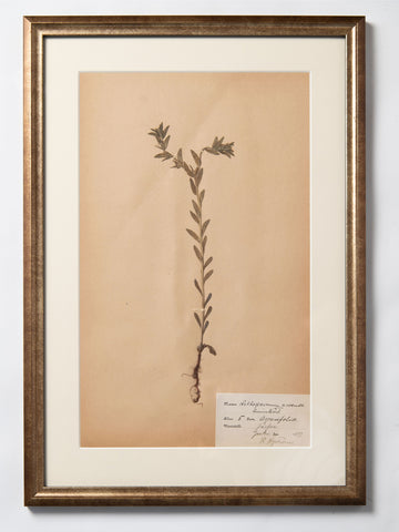 Framed 19th Century Swedish Herbarium