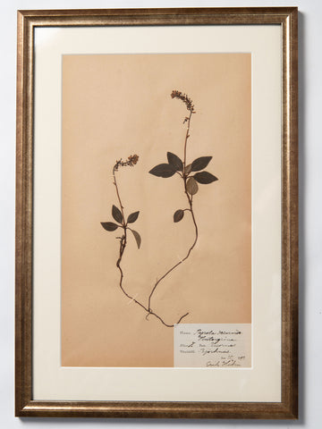 Framed 19th Century Swedish Herbarium