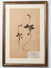 Framed 19th Century Swedish Herbarium