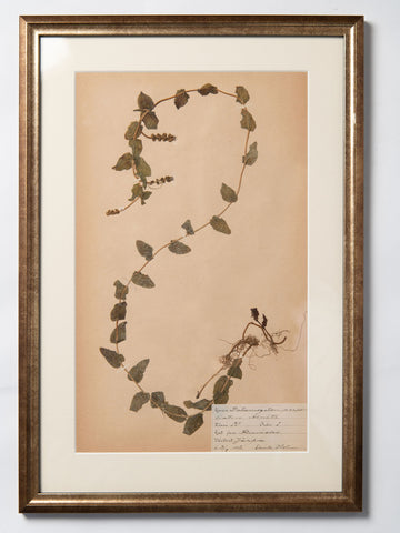 Framed 19th Century Swedish Herbarium