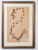Framed 19th Century Swedish Herbarium