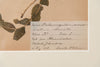 Framed 19th Century Swedish Herbarium