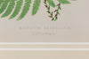 Antique 19th Century Fern lithograph prints in gilt bamboo frames