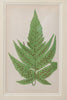 Antique 19th Century Fern lithograph prints in gilt bamboo frames