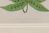 Antique 19th Century Fern lithograph prints in gilt bamboo frames