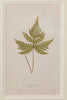 Antique 19th Century Fern lithograph prints in gilt bamboo frames