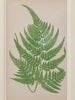 Antique 19th Century Fern lithograph prints in gilt bamboo frames