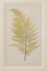 Antique 19th Century Fern lithograph prints in gilt bamboo frames