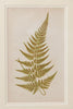 Antique 19th Century Fern lithograph prints in gilt bamboo frames