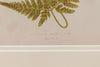 Antique 19th Century Fern lithograph prints in gilt bamboo frames